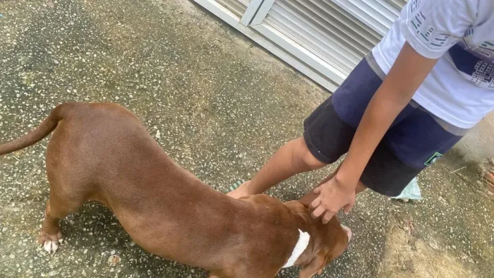 VENDO CACHORRA PIT BULL SUPER DÓCIL 