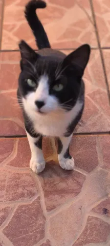 Gatão castrado muito dócil 