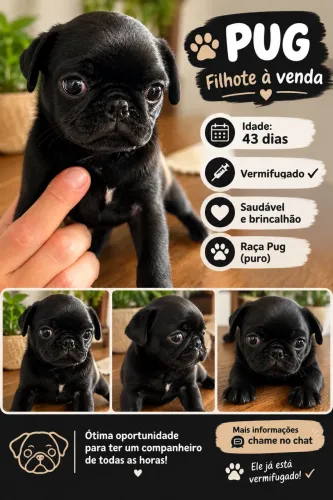Pug