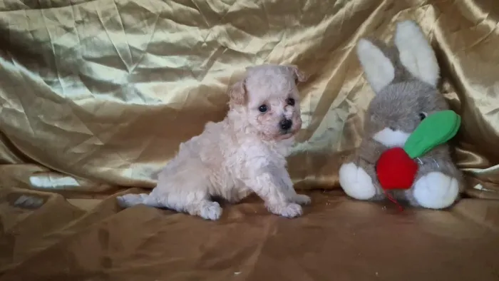 Poodle macho