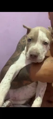 Vendo Pit monster