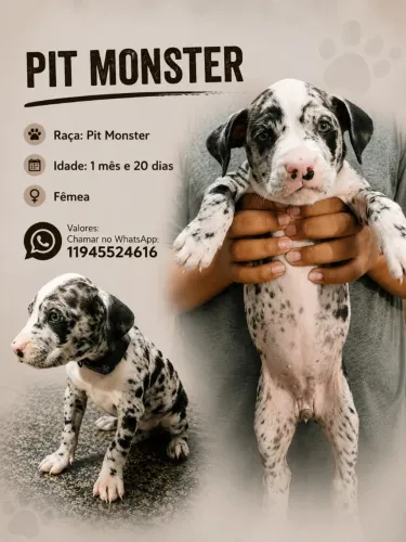 Filhotes de pitmonster 