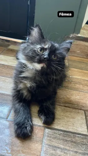 Persacoon-Persa+Maine coon