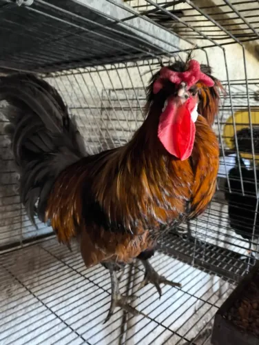 Galinhas exoticas