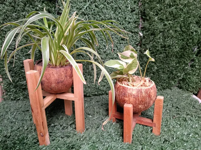 Lindos mini suportes de vasinhos de côco.