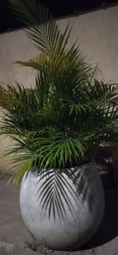 Vaso com planta, grande, cimento - para calçada