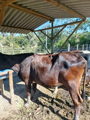 Oportunidade vacas leiteira 