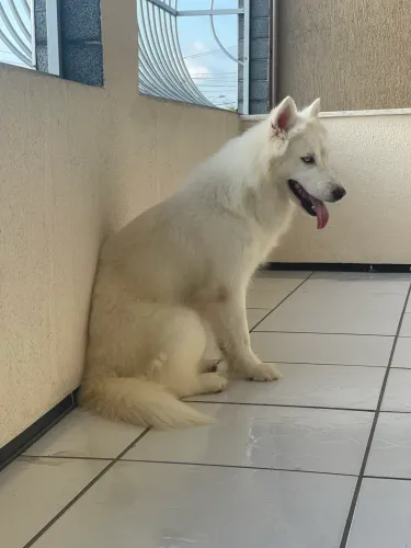 Husky siberiano Fêmea