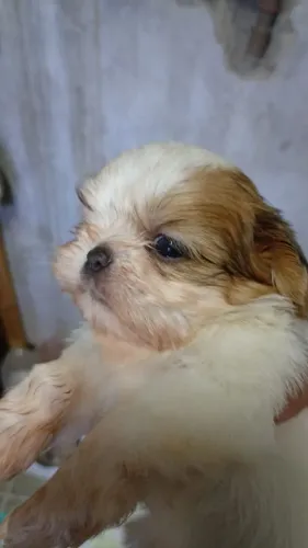 Vendendo filhote shih tzu puro femea 43dias