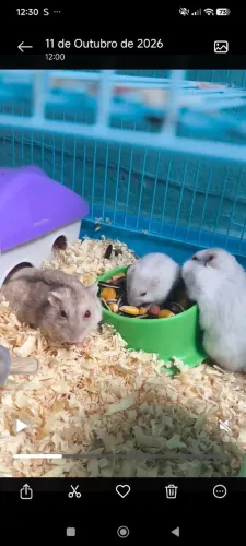 Hamster anão russo 