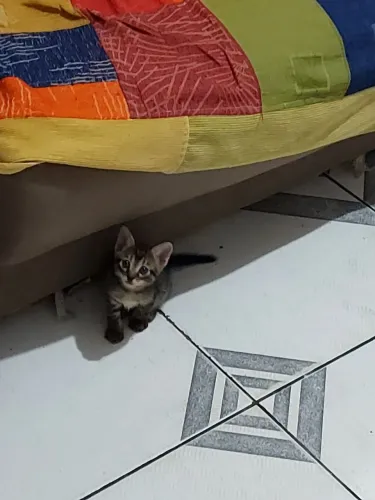 Doação de Gatinhos 