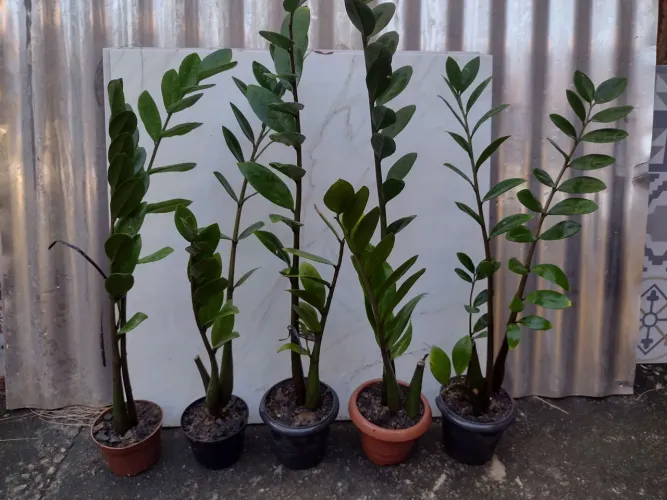 Plantas zamiocucas