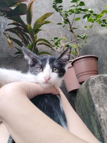 Gato para adoção responsável 