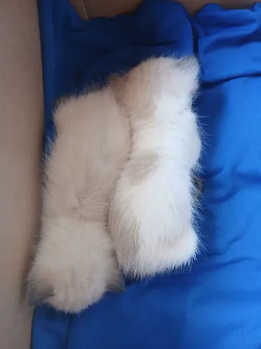 Doando Dois Filhote de Gato Siamês Macho