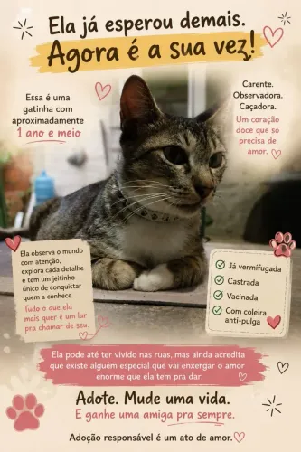 ADOTE ESSA LINDA GATINHA