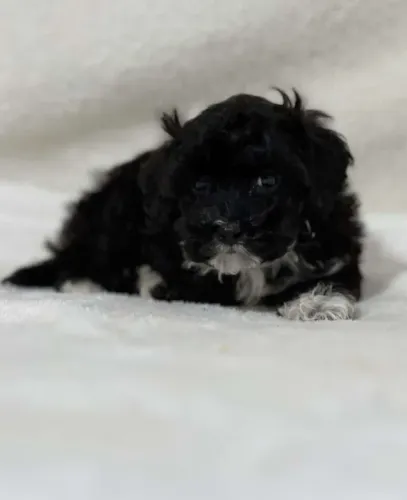 Lhasa Apso filhotes prontos para novo lar