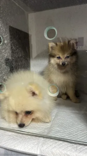 Filhote de Spitz Alemão ou Lulu da Pomeranea 