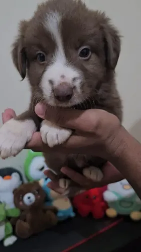 Border collie