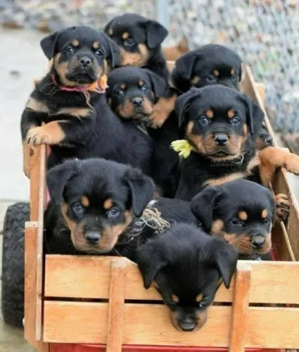 Neném rottweiler saudável de linhagem especial selecionada