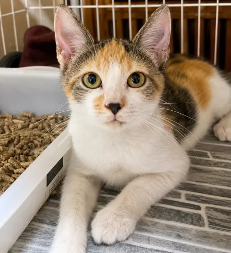 Gata BEM carinhosa castrada e vacinada 