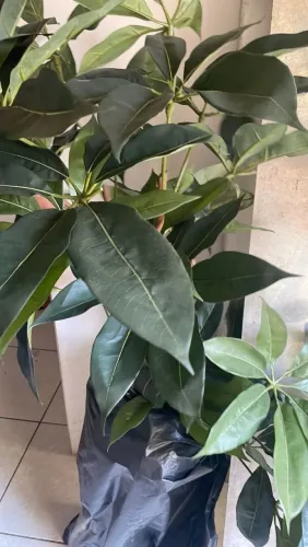 Plantas artificial