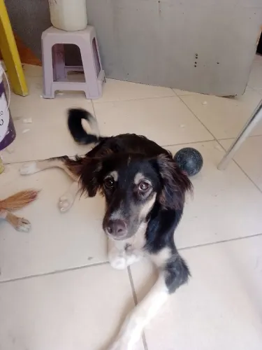 Cachorro filhote macho porte pequeno