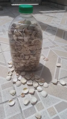 Conchas marinha garrafa cheia para artesanato e decoração.