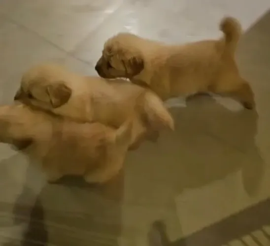 Golden retriever filhote lindo 