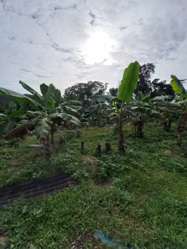 Vendo ou troco sítio por casa em Manaus, na Am 010, km 91