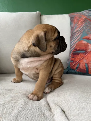 Vendo filhote de Bulldogue Campeiro 