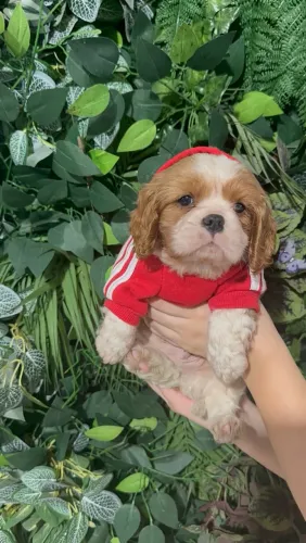 Cavalier king fêmea a pronta entrega