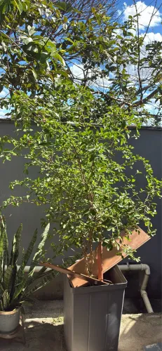 Munda de acerola 