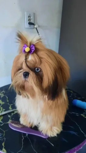 Lindos filhote de Shitzu
