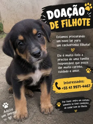 Doação cachorro
