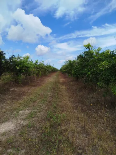 Oportunidade!!! Vendo Propriedade 640 tarefas Baianas