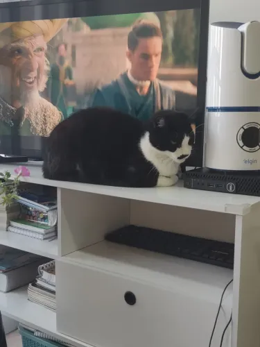Doação gatinho