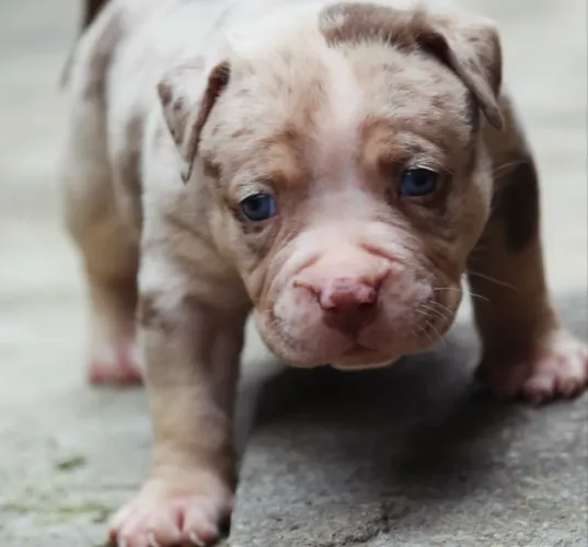 Filhote Pit Monster, macho, tri choco merle.