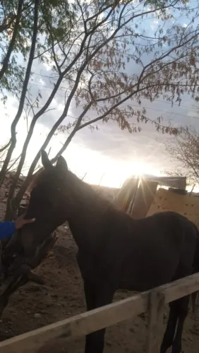 Vende-se uma potra quarto de milha aceito troca