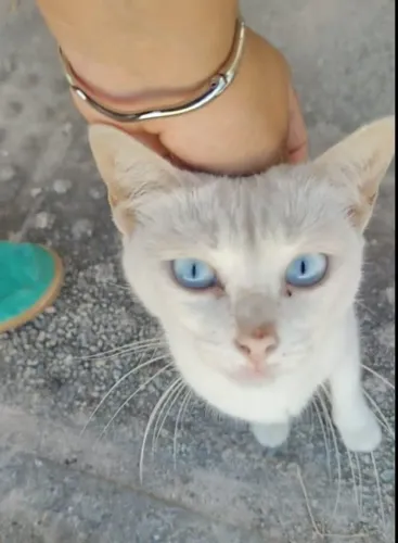 GGatinha branca para doação
