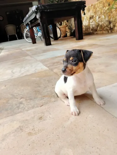 Vendo 2 filhotes de FOX PAULISTINHA (1 MACHO E 1 FÊMEA)
