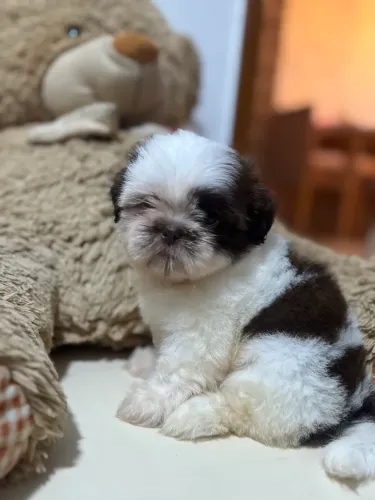 Shihtzu Fêmea filhote 