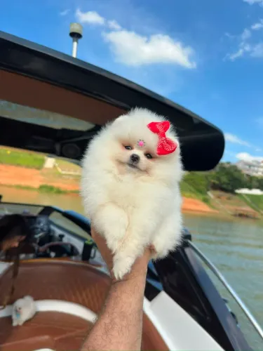 LULU DA POMERÂNIA ALTO PADRÃO!!