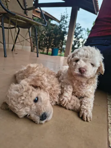 Poodle Anão - Machos
