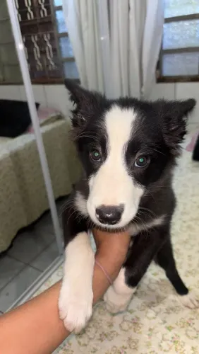 Border collie fêmea filhote