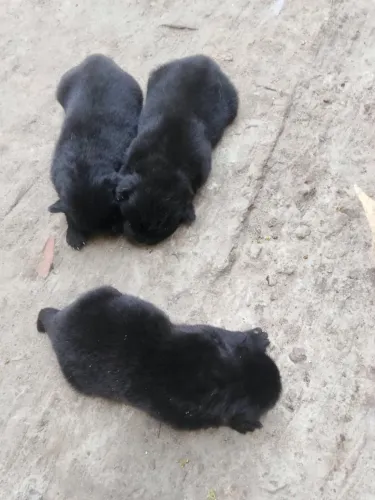 Vendo chow chow fêmea