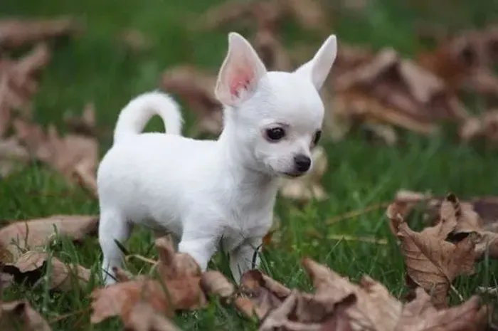 Filhotes pelo longo e pelo curto da raça Chihuahua 