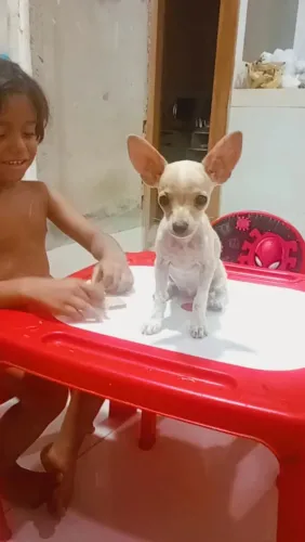 Pinscher fêmea com 90 dias de vida