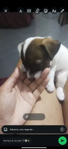 FILHOTINHA DE FOX PAULISTINHA E PEQUINÊS