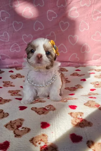 Lindo neném de companhia Shih Tzu/ Shitzu filhotinhos macho e fêmea com garantias