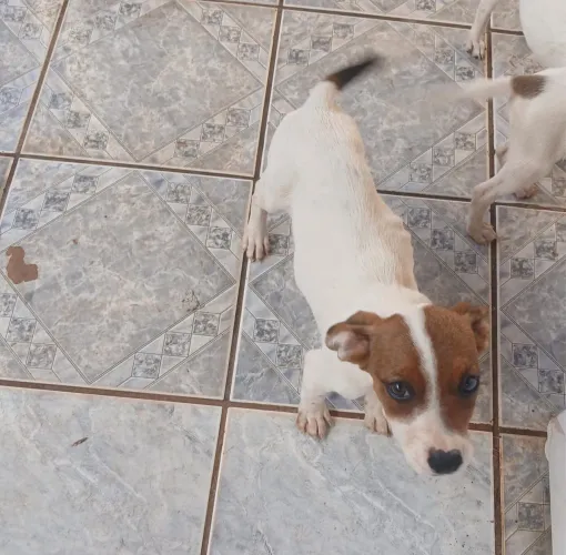 Doação de cachorro